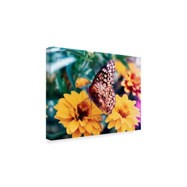 Audrey 'Butterfly On Flower' Canvas Art,24x32